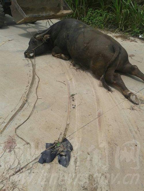 牛叉B最新网带你领略最前沿科技风采的独特魅力