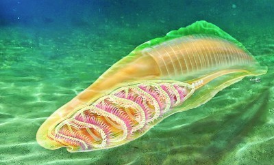 古生物复原图,追寻历史足迹,重塑自信与成就感,揭示生命奥秘