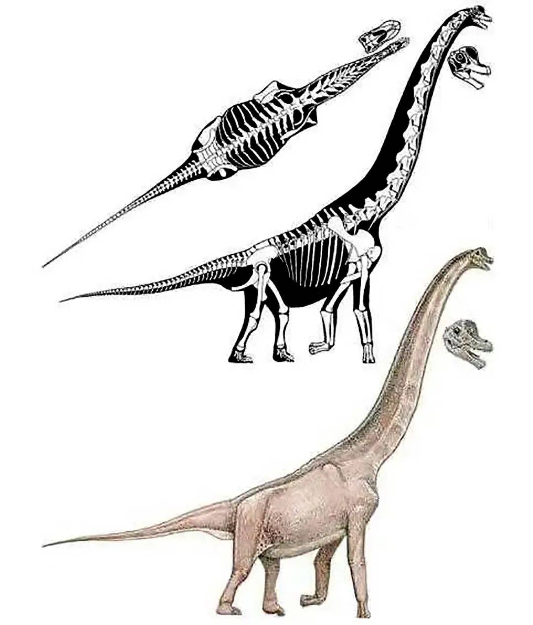 古生物复原图,追寻历史足迹,重塑自信与成就感,揭示生命奥秘