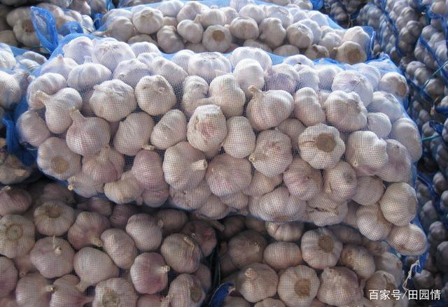 河南大蒜产地最新价格探秘，绿意之旅寻求内心平静
