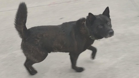 最新土狗斗狗比赛，勇气与智慧的激烈比拼