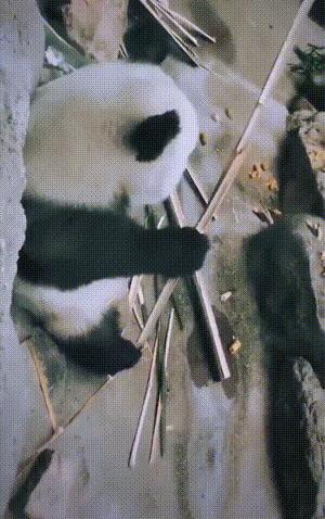 最新小明笑话集锦,爆笑瞬间!