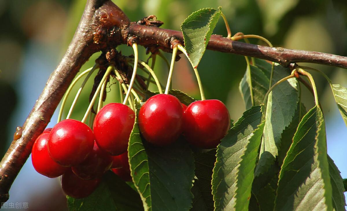 最新引进大樱桃品种，小巷中的甜蜜惊喜