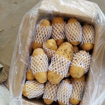 肥城冷库土豆最新价格及其背后的励志故事