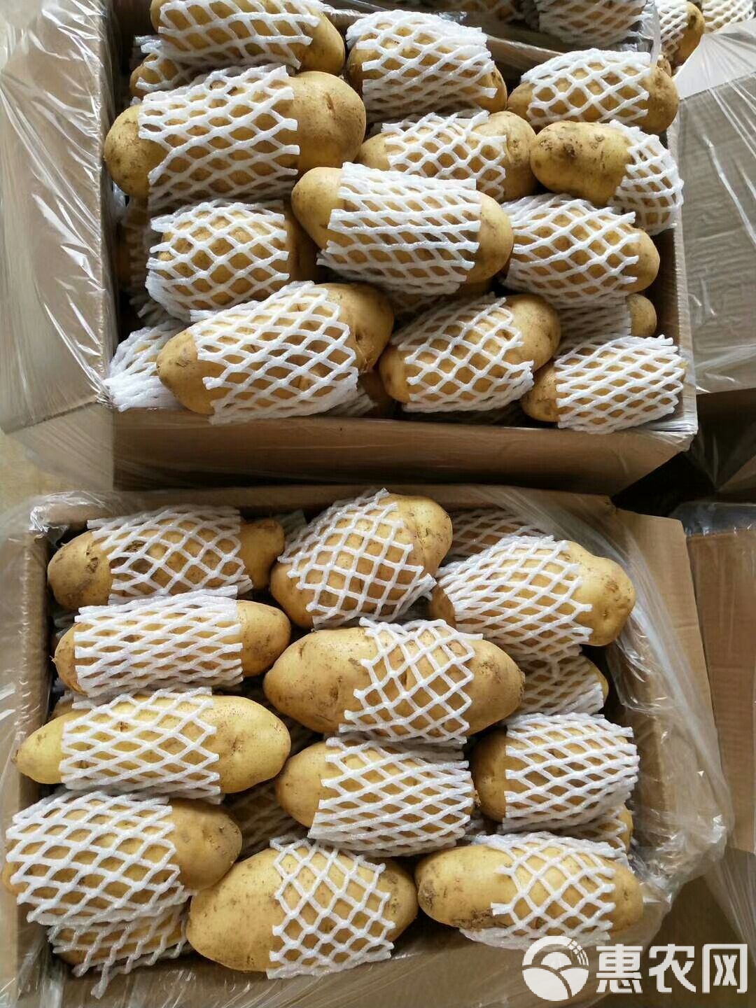 肥城冷库土豆最新价格及其背后的励志故事