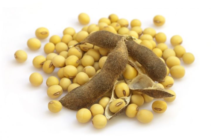 安徽阜阳大豆最新价格及自然美景探索之旅