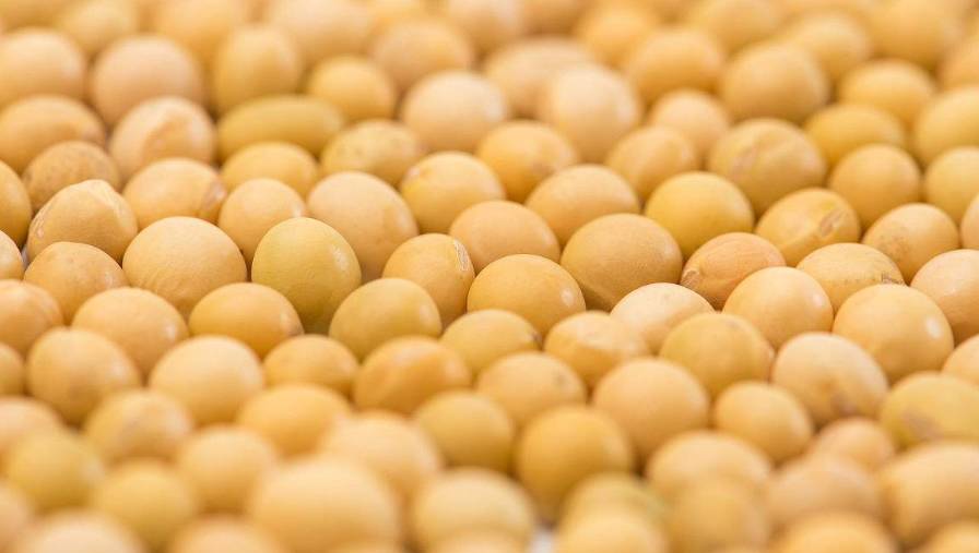 安徽阜阳大豆最新价格及自然美景探索之旅