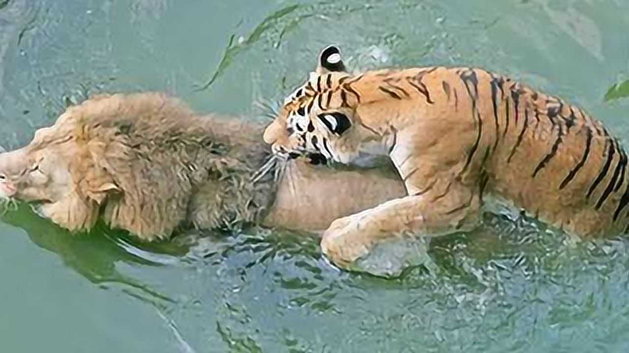 最新狮虎大战视频震撼上演，热血沸腾的瞬间！