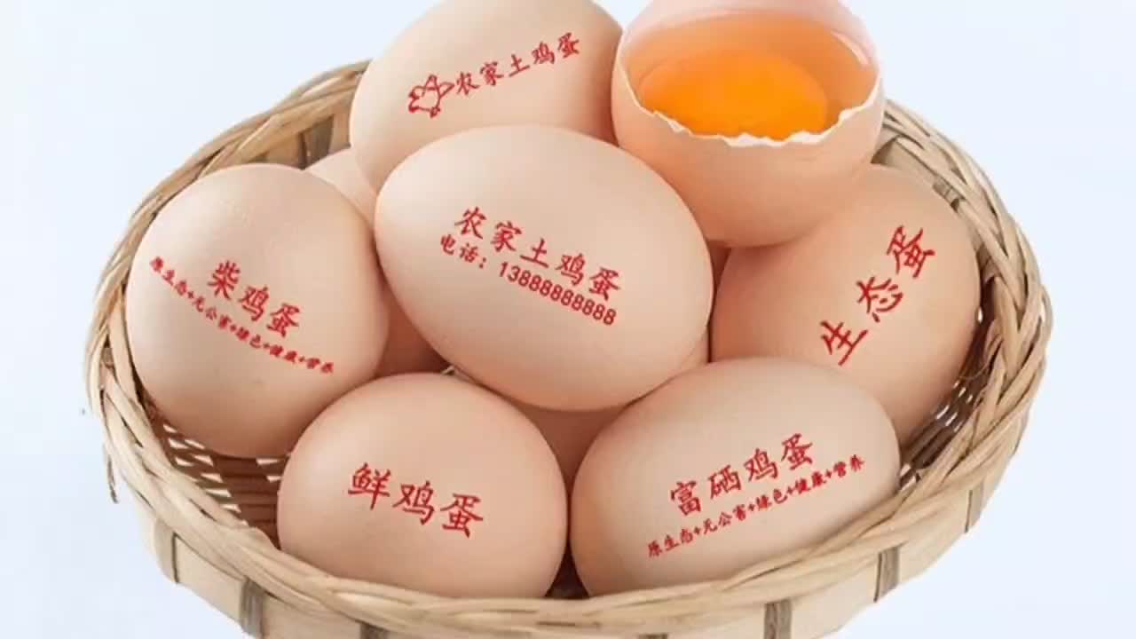 石家庄鸡蛋最新报价及市场走势深度解析