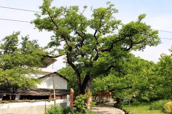 红花镇最新蔬菜批发信息更新✨