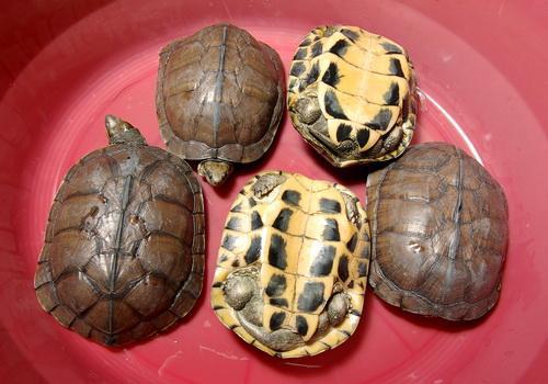 商品石龟最新价格深度解析及市场动态观察