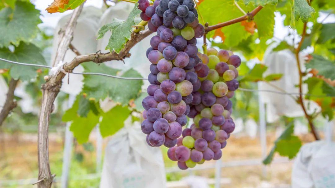 奉节农业农村最新通知，任务指南与技能学习指南发布