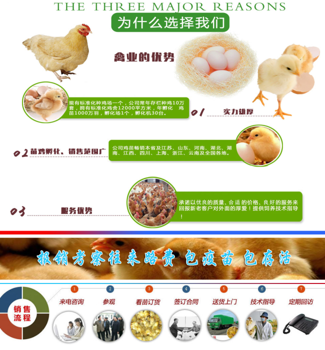 肉鸡苗最新价格行情与小巷特色小店探秘