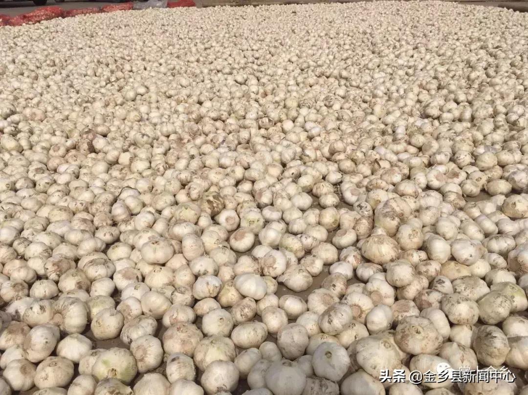 金乡蒜薹今日最新价格，科技助力农产品新鲜直达，体验未来新纪元