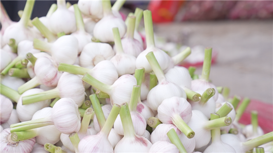 2024年杞县大蒜最新价格动态，市场变化中的自信与成就感