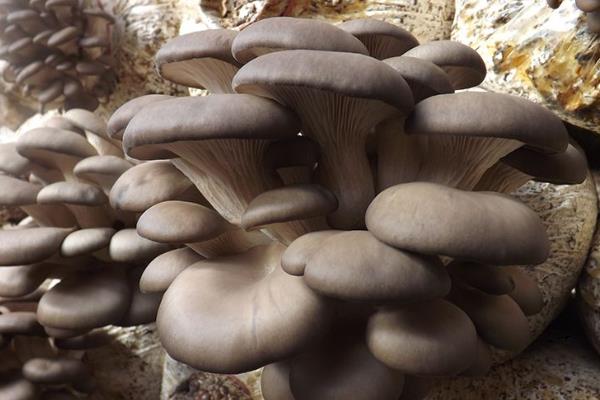 平菇最新栽培技术详解