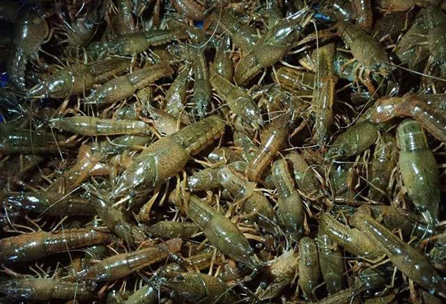 科技赋能重塑小龙虾市场新生态，今日小龙虾最新报价概览