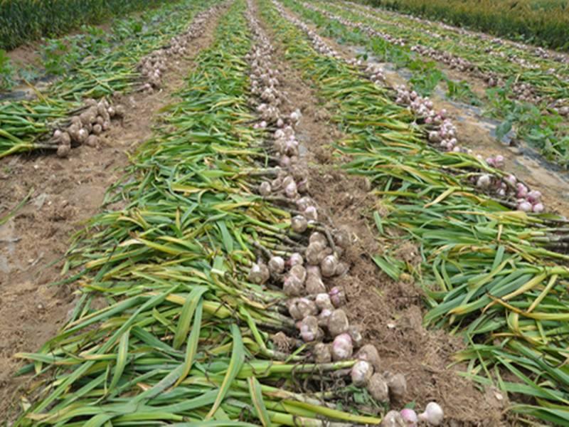 杞县大蒜包地最新价格揭秘，绿色之旅寻找内心平静之路