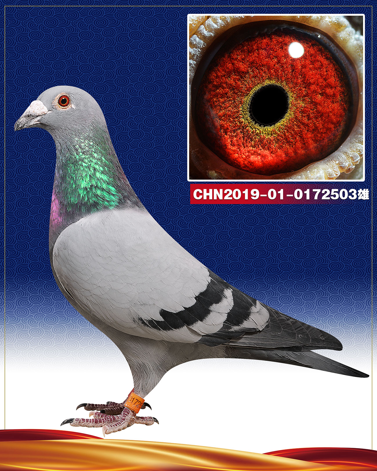 李征远最新信鸽视频,鸽子日常展现友情与温暖