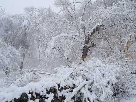 冬雪最新，季节之美的观点论述