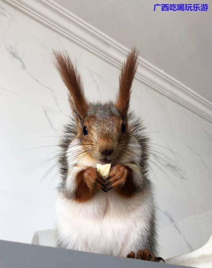 Zoo最新体验指南，如何完成动物园之旅的最新步骤