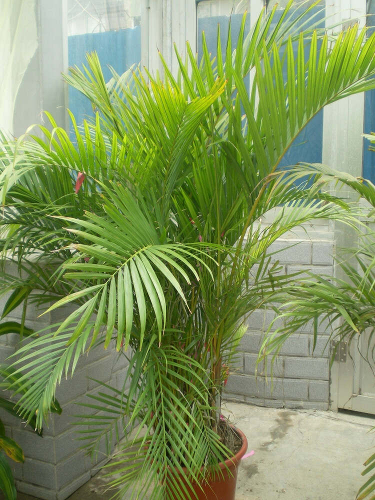 散尾葵最新动态，引领时尚潮流的魅力展现