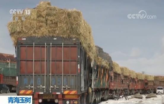 雪灾最新动态，影响、应对与科普解读