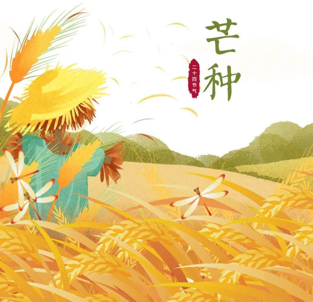 最新芒种深度解析，背景、重要事件与地位探究