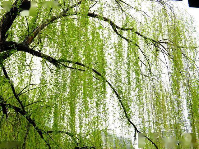 春天的绿意与诗意盎然，最新咏柳佳作欣赏