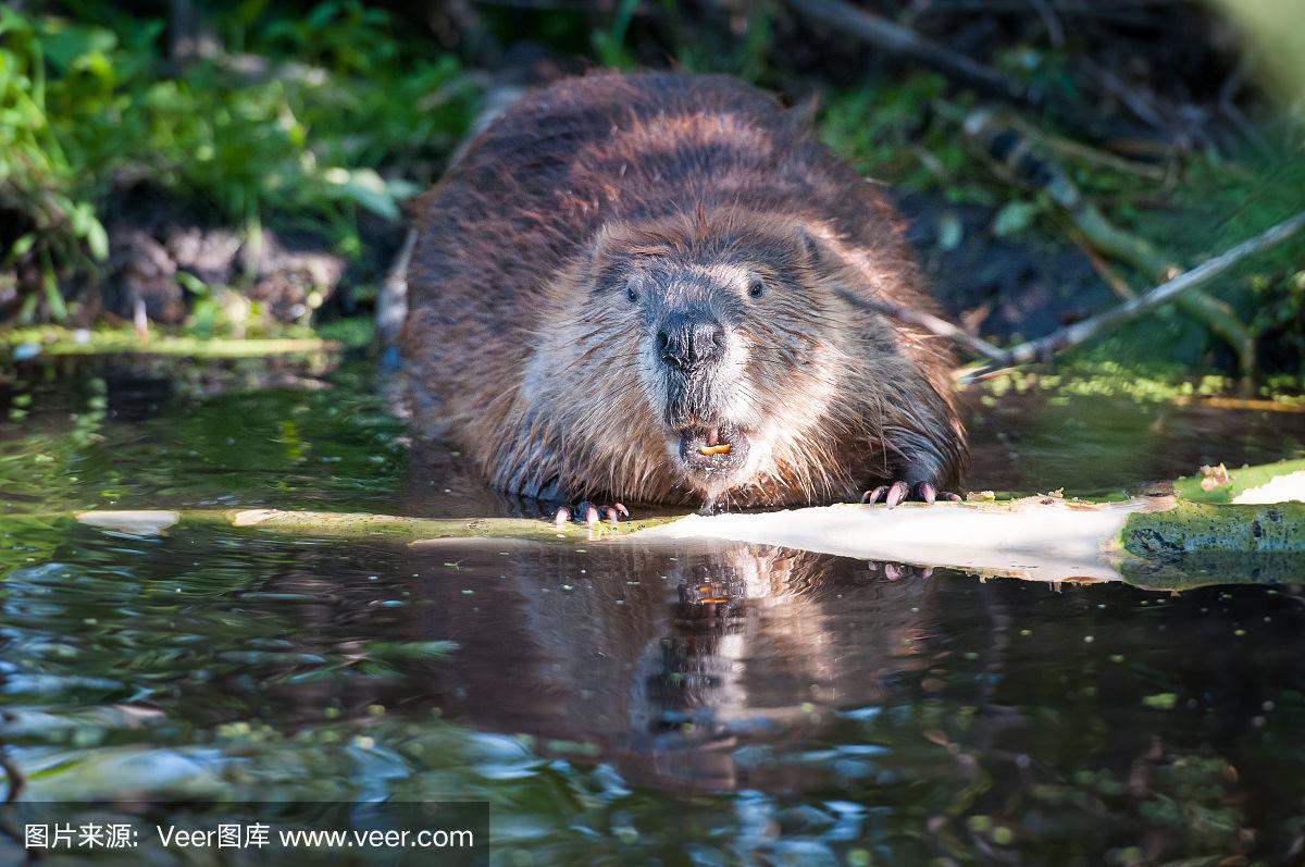海狸最新，自然美景的轻松探索之旅