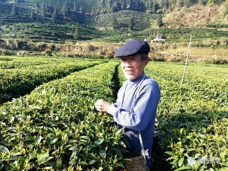最新采茶揭秘，小巷深处的茶香秘境