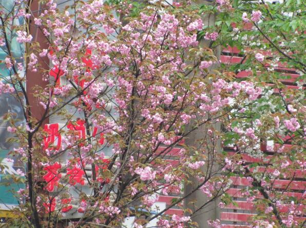 凤冈最新详细步骤指南，如何完成任务或学习技能