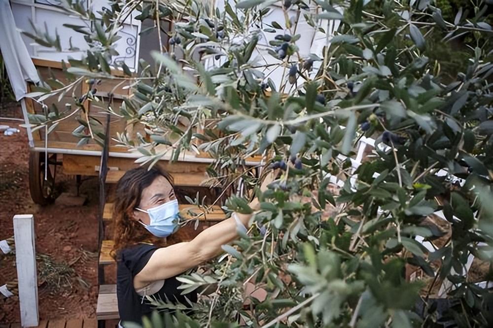 郫都肺炎最新事件，自然美景的治愈之旅