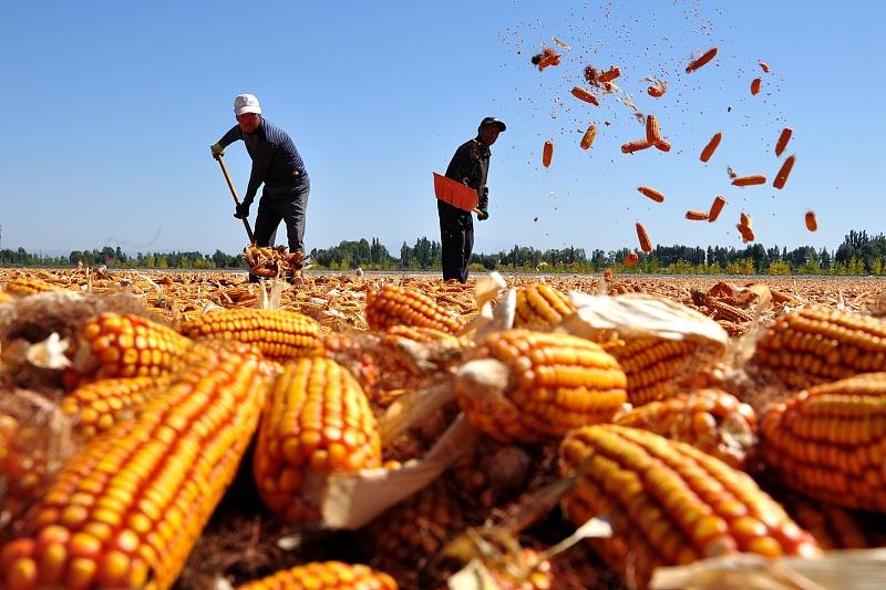 玉米库存最新动态，时代见证与影响深度解析