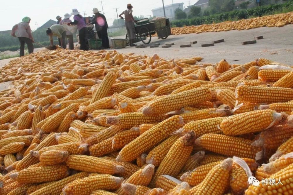 玉米今日最新价格行情及分析摘要