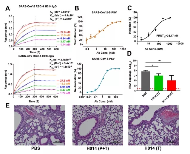 中和抗体的最新研究进展