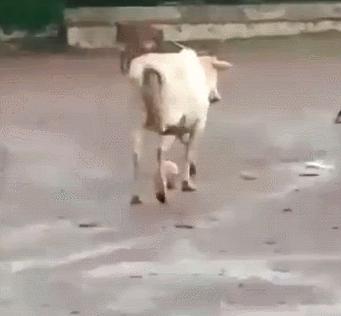 印度最新动态,自然之旅与内心平和的探寻之路