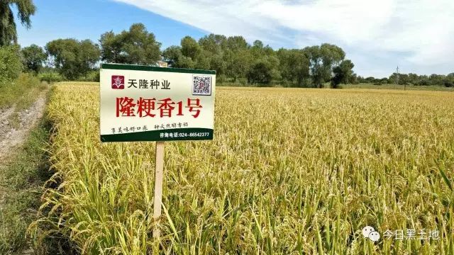 大米最新价格动态,一粒米的旅程与生活成长韵律同步更新