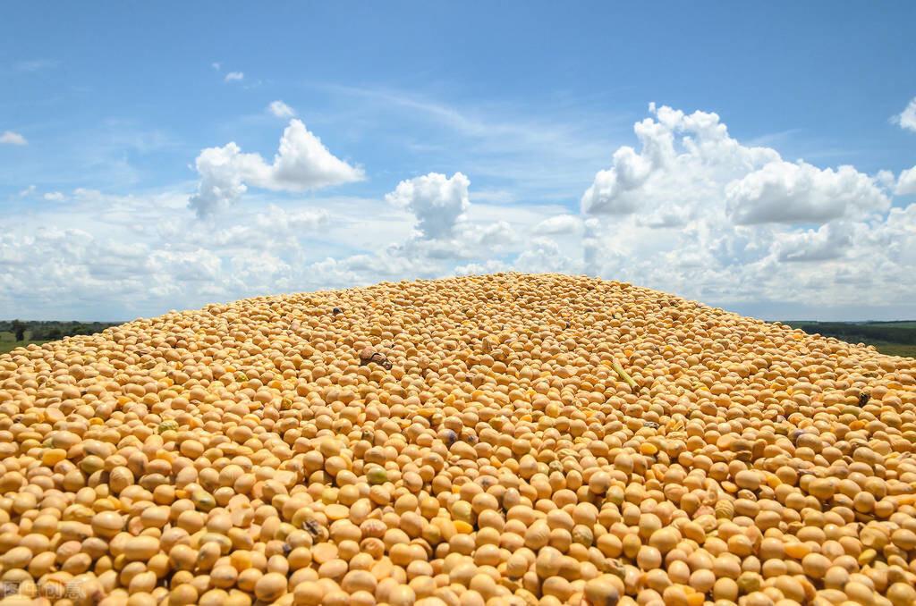 走进稻田,探寻宁静之力与今年水稻行情的心灵之旅