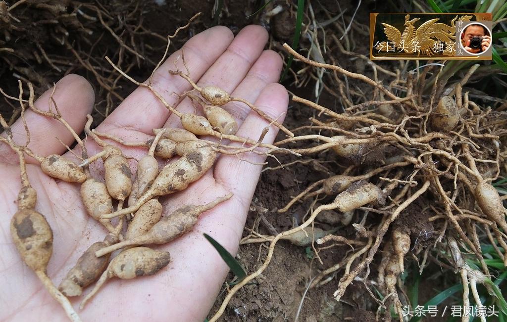 川麦冬今日价格行情，变化中的学习展现自信与成就的力量