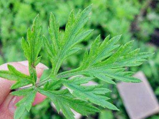 艾草价格,艾草价格，市场走势、影响因素及选购指南