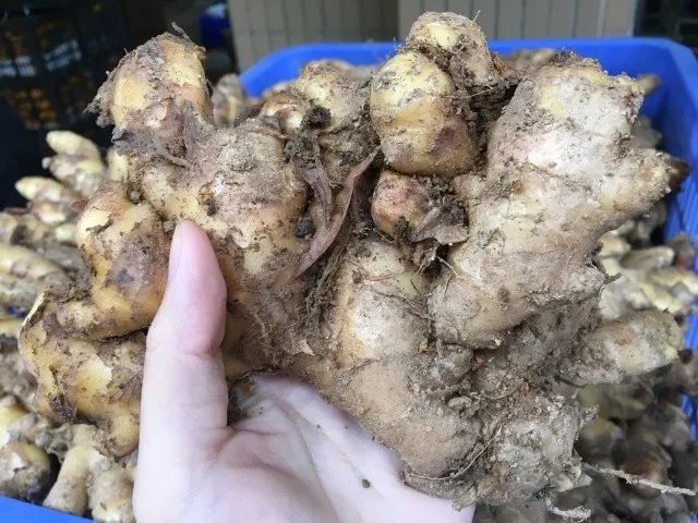 生姜上市与新芽，人生的蜕变时刻记录