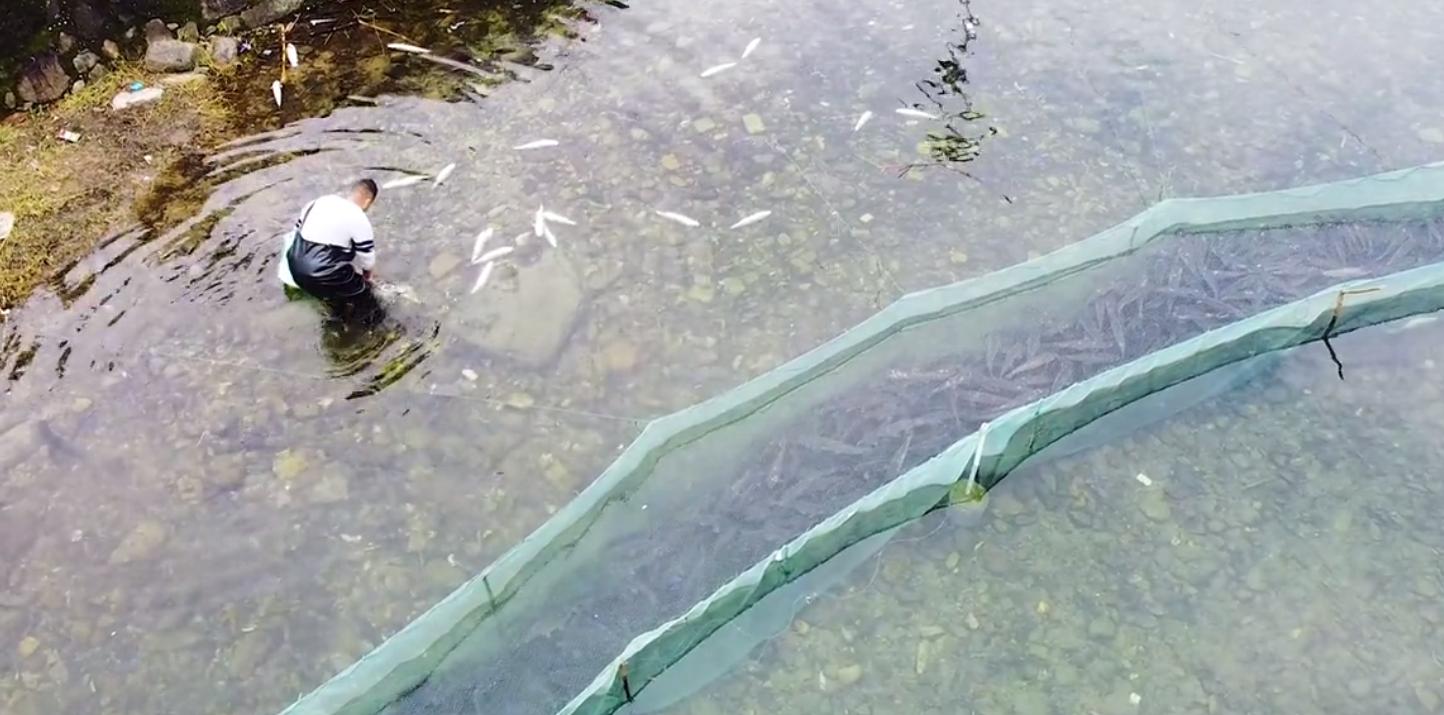 草鱼市场价格探秘，小巷鱼鲜宝藏揭秘