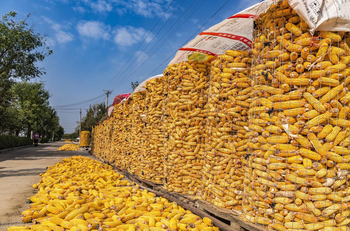 玉米最新行情回顾与展望，现状与未来趋势分析