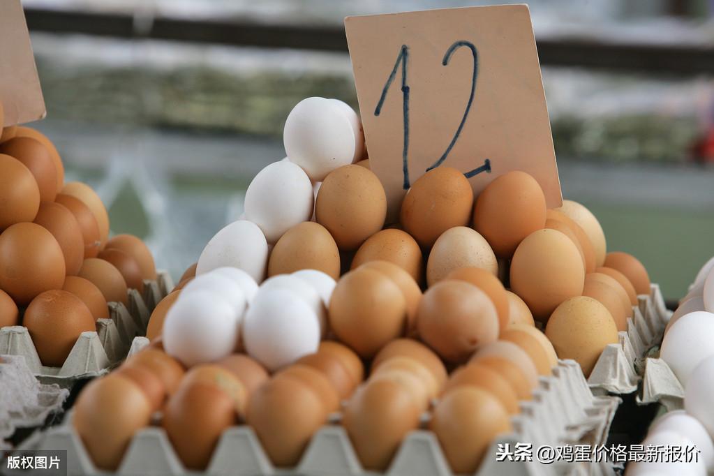 山东鸡蛋价格行情，一场探寻内心平静的鸡蛋之旅