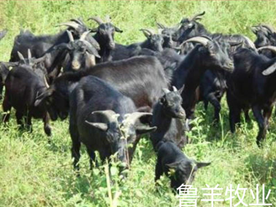 云南黑山羊价格行情详解，最新价格分析与趋势预测