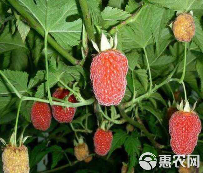 覆盆子行情价格，科技与生活的新交集带来的魔力体验