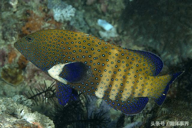 科技引领下的石斑鱼行情，海洋美食新纪元探索