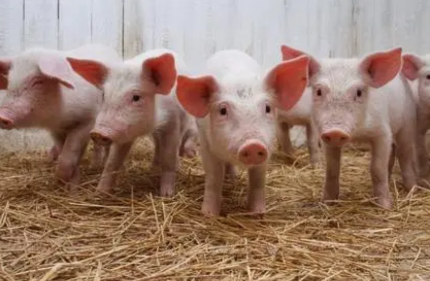 养猪上市公司，入门指南与关键步骤详解