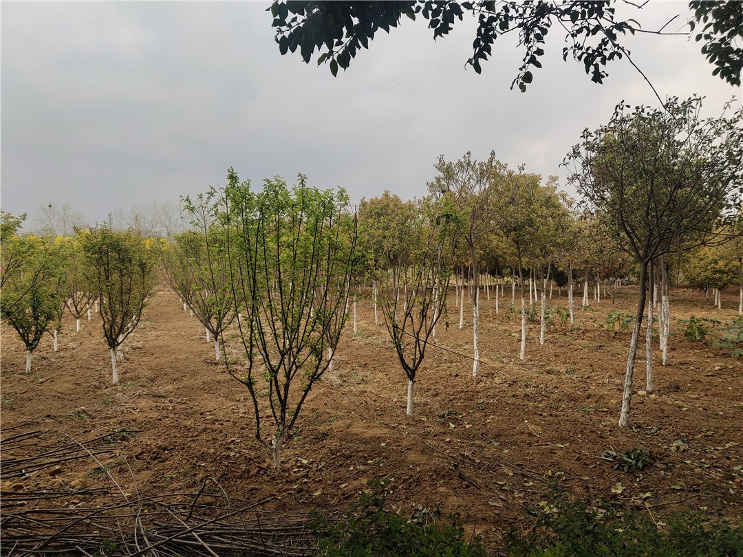 最新苗木种植与管理步骤指南，从初学者到进阶用户的详细指南